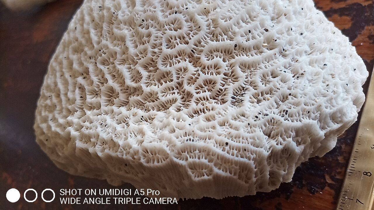 white coral "brain" - 836 grams - 13.5 x 9.8 x 8 cm