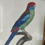 Exotic bird frame