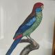 Cadre oiseau exotique