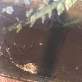 Still life with flowers country