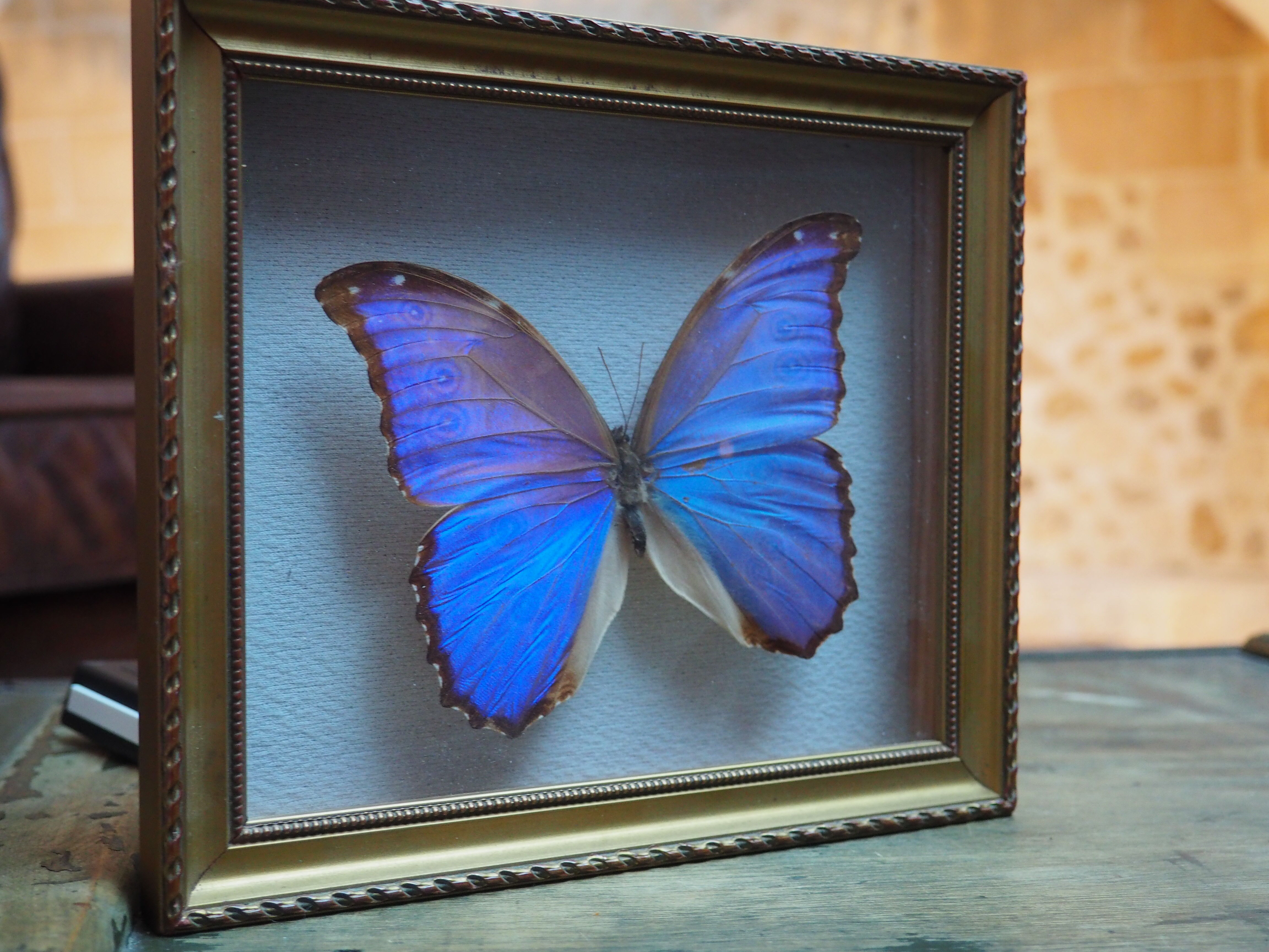 Former executive butterfly under glass