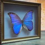 Former executive butterfly under glass