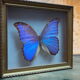 Former executive butterfly under glass