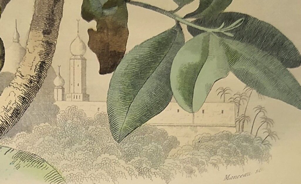 Planche zoologique originale de 1839 " cameleon & scinque "