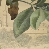 Original zoological plate of 1839 " cameleon & scinque "