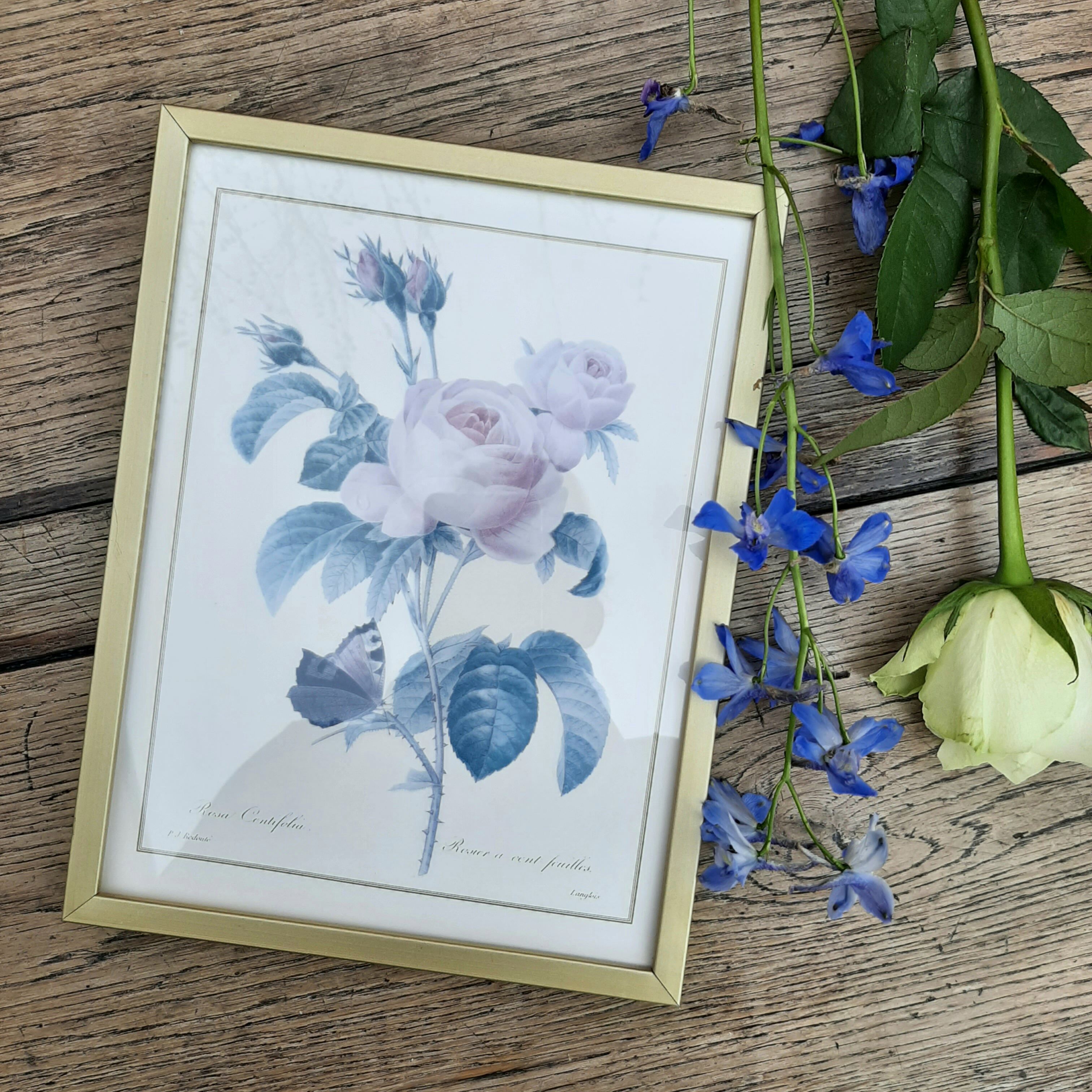 Lithograph Roses de Redouté