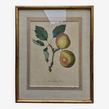 Affiche et cadre ancien - The Longland Pears