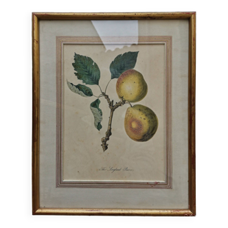 Old poster and frame - The Longland Pears