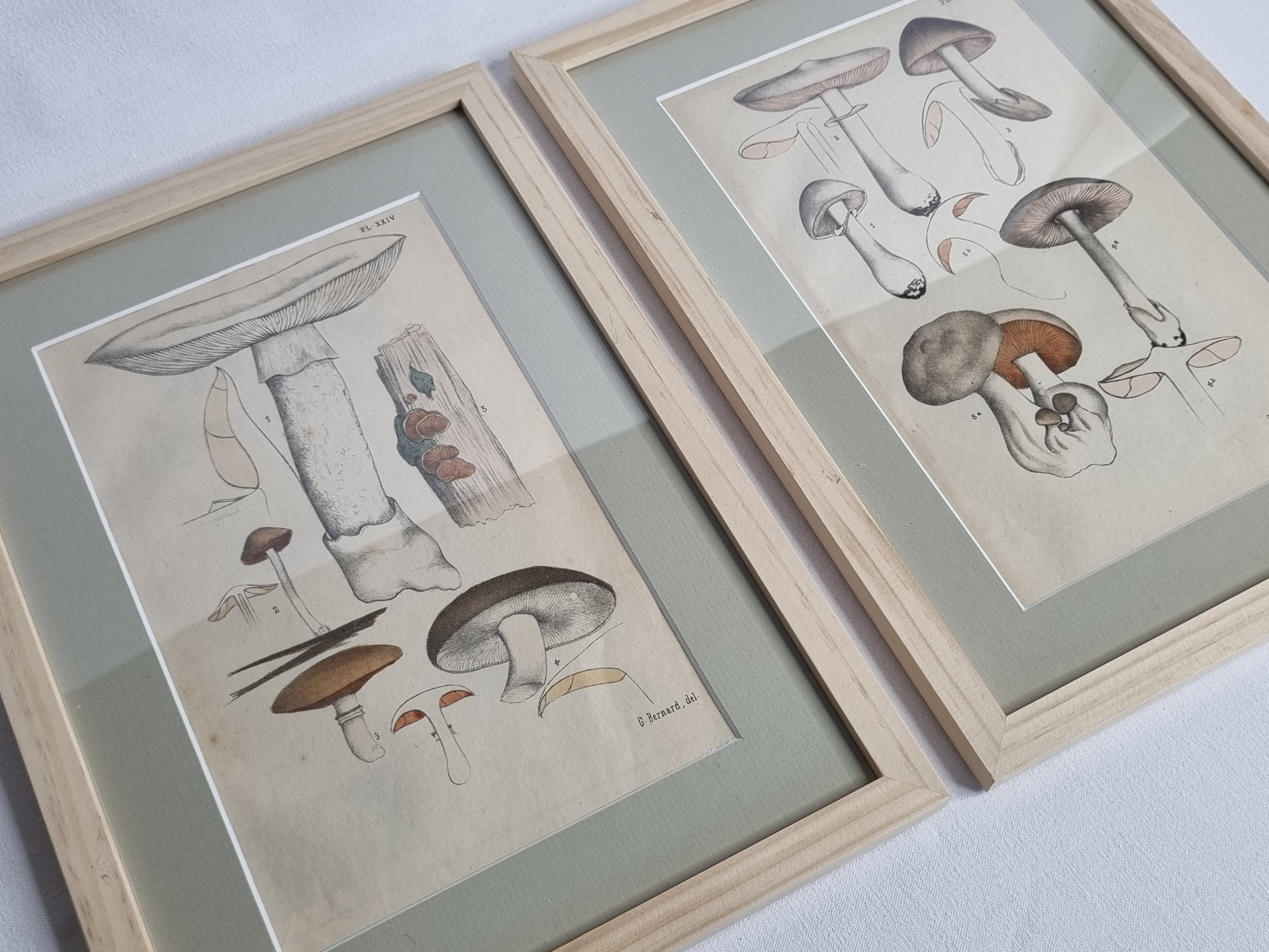 Two old engravings of watercolor mushrooms nineteenth century after G. Bernard