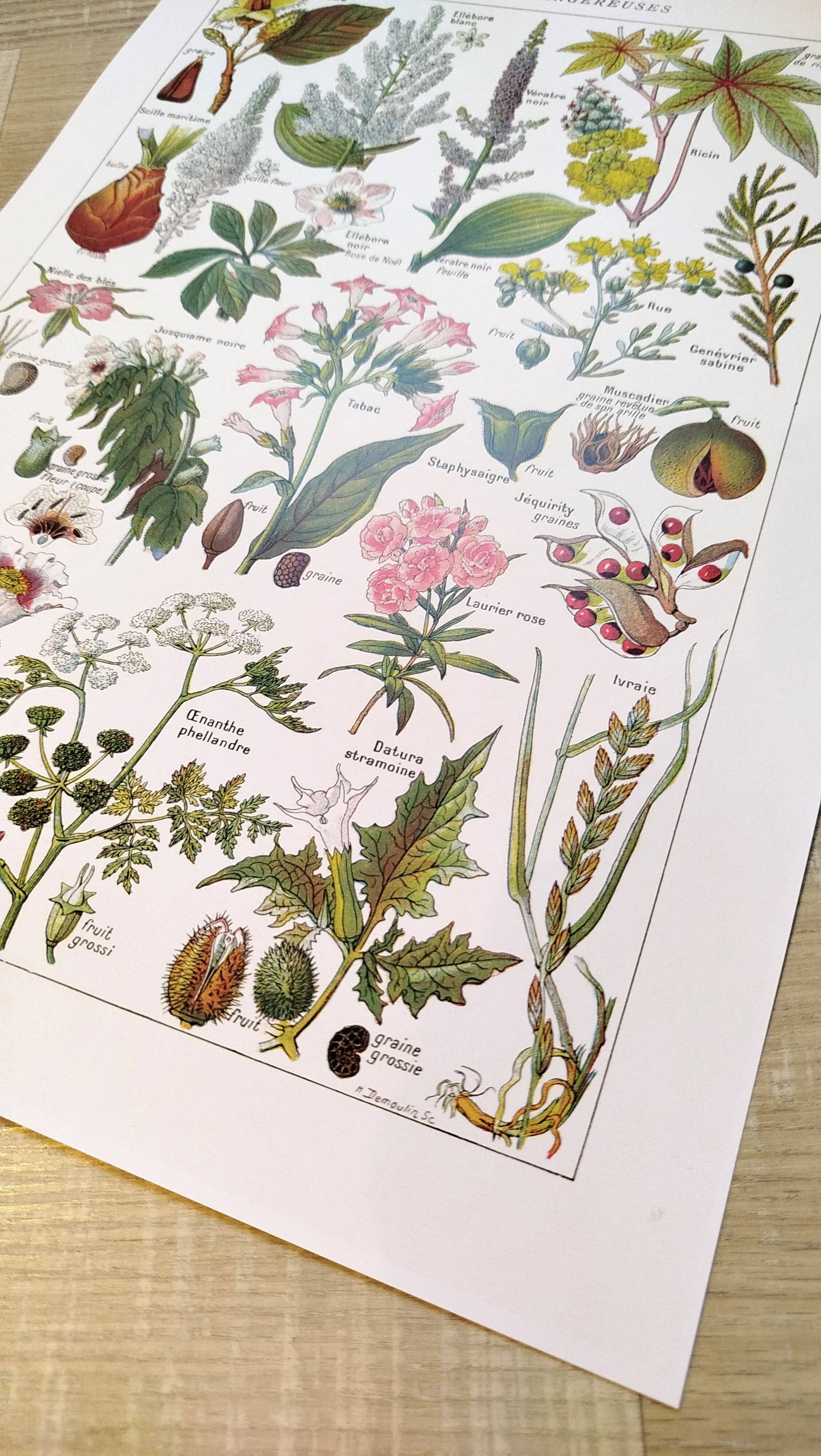 Poster about dangerous plants "poppy", based on a 1920 lithograph