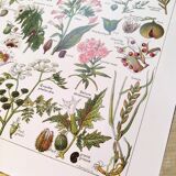 Poster about dangerous plants "poppy", based on a 1920 lithograph