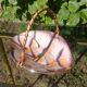 Cup/vacuum pocket glazed ceramic 60s West-Germany