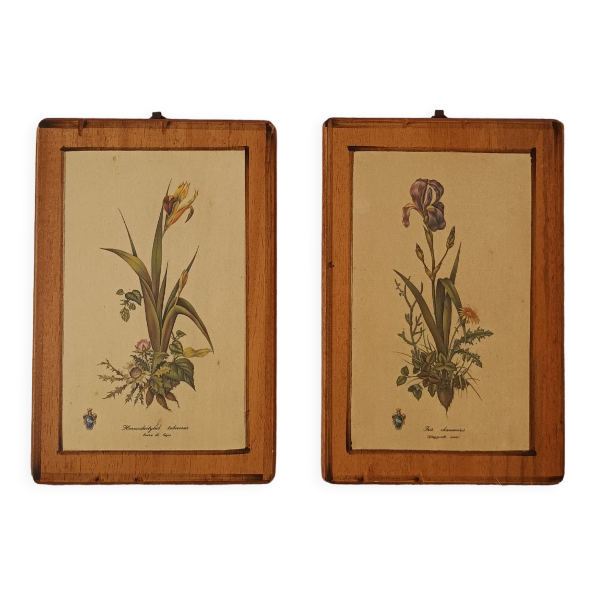 Vintage botanical boards frames