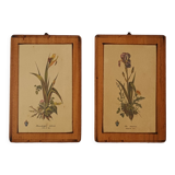 Vintage botanical boards frames