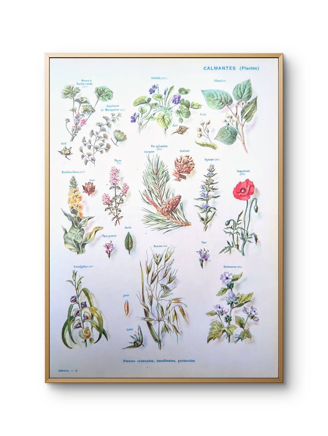 Printed in 1954, calming plants.