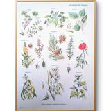 Printed in 1954, calming plants.