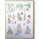 Printed in 1954, calming plants.