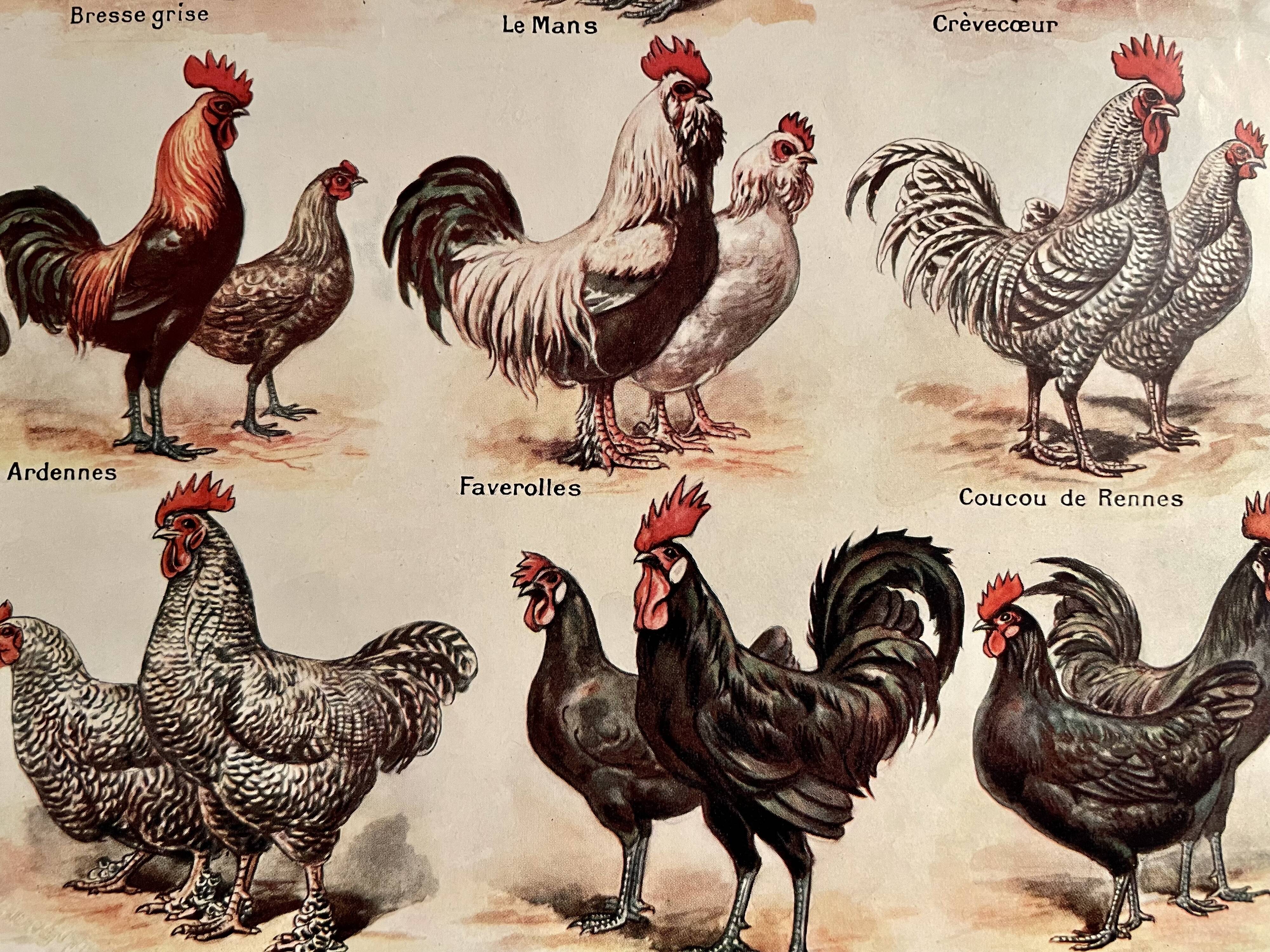 Lithograph on hens from 1921 (XXXIV)