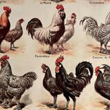 Lithographie sur les poules de 1921 (XXXIV)