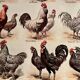 Lithograph on hens from 1921 (XXXIV)
