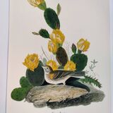 Planche oiseaux de J.J. Audubon - Bruant vespéral - 1978 Illustration zoologique et ornithologique