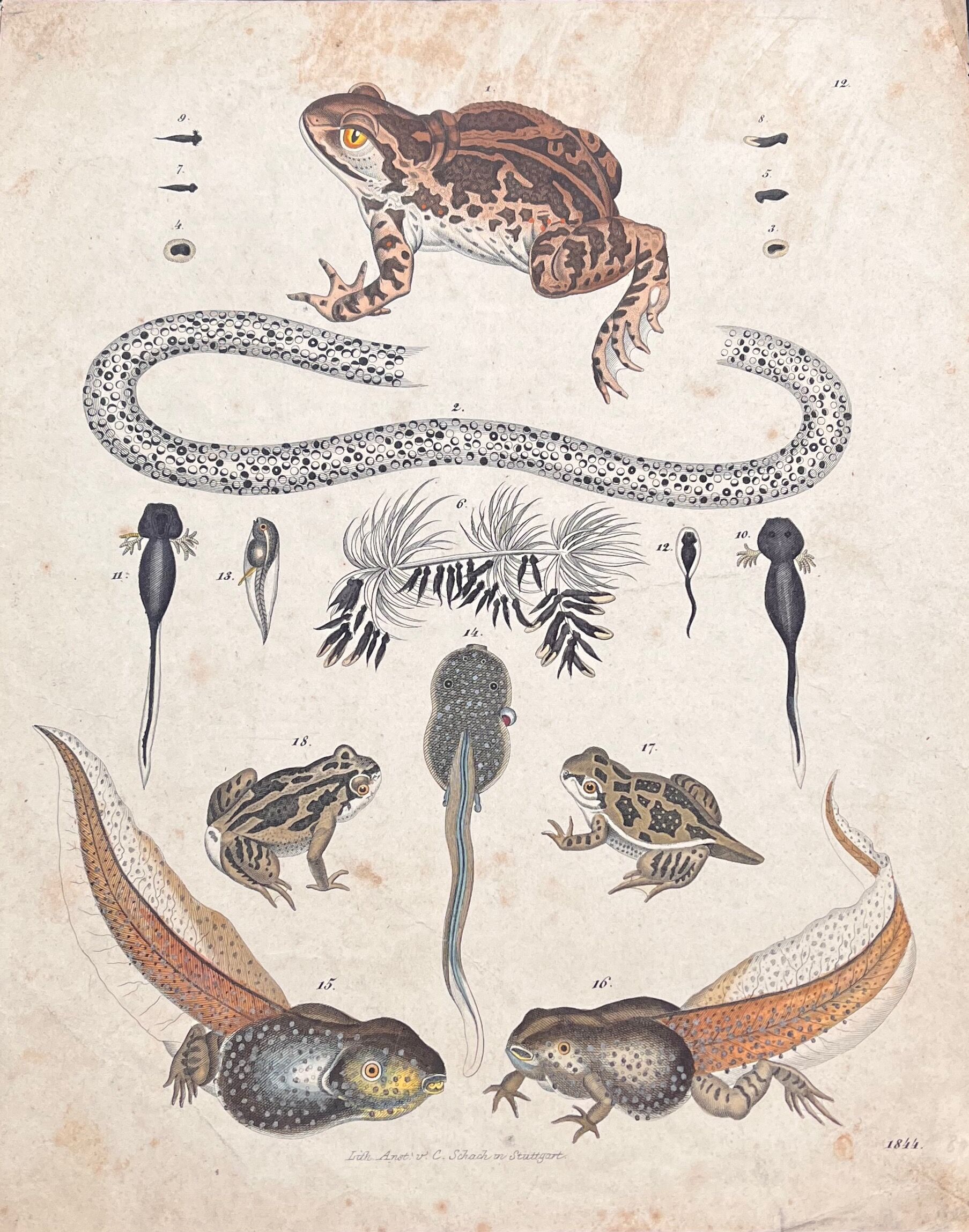 Amphibian poster (lithograph)