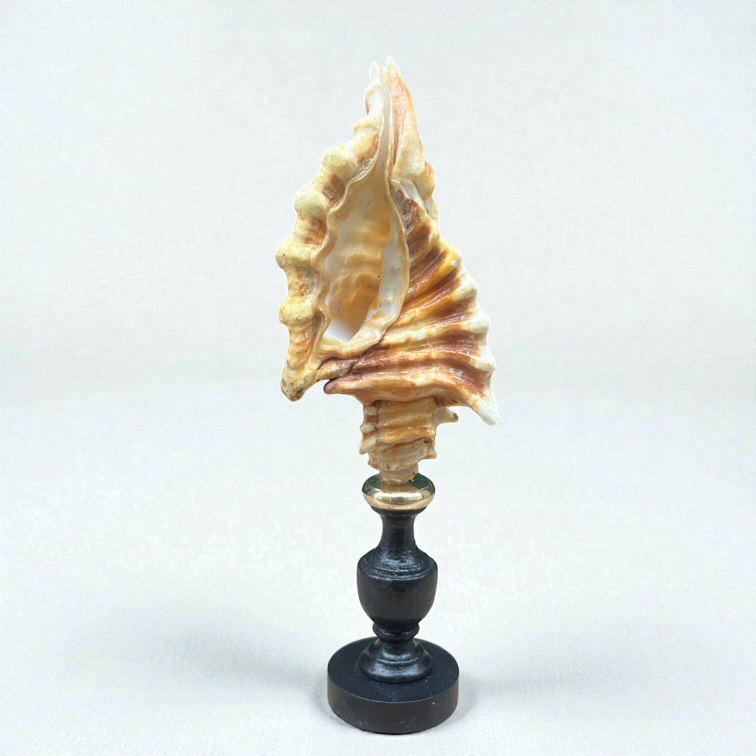 Cymatium Lotorium shell on a turned blackened wooden base, 19th century.