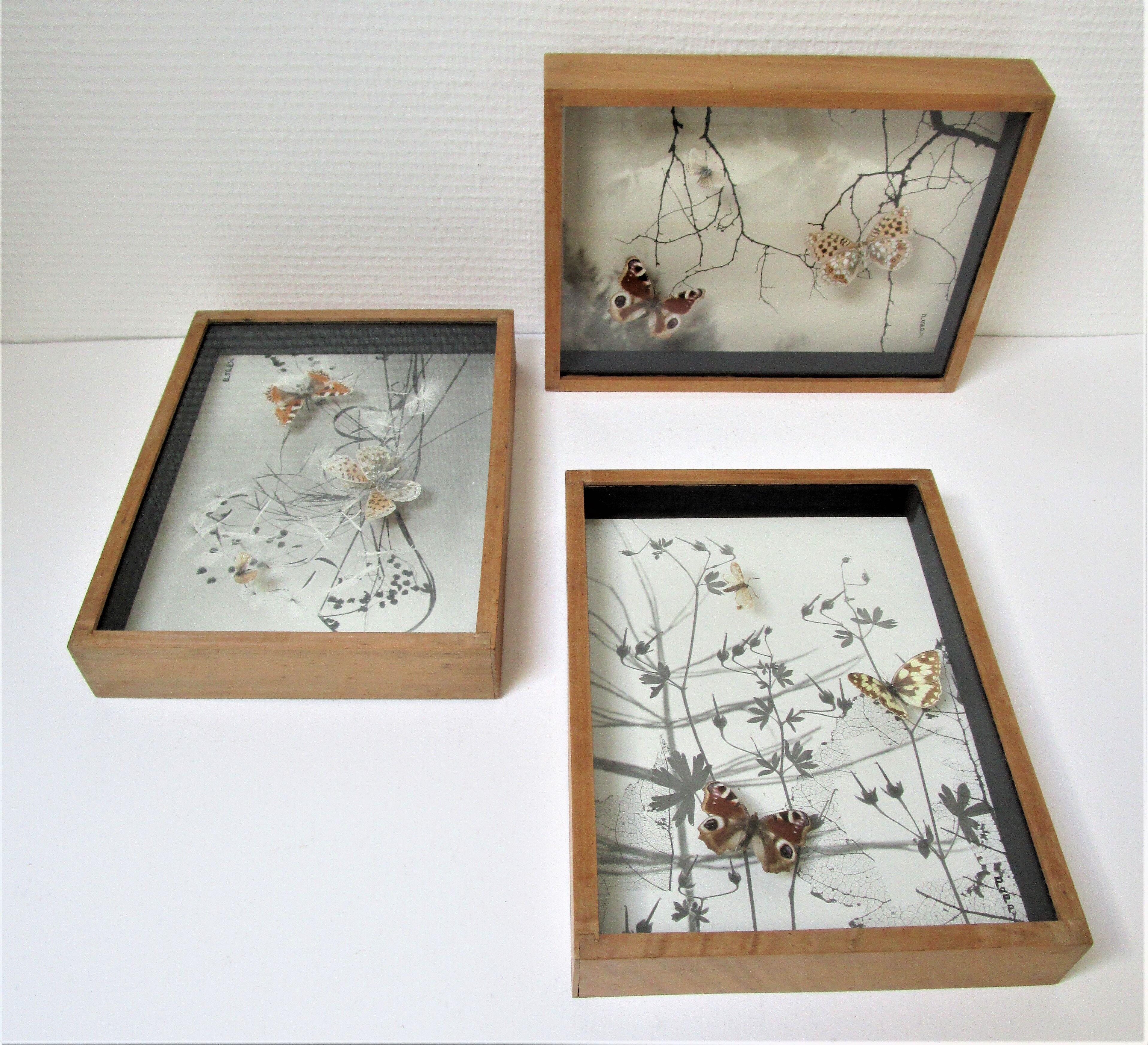 Three wooden frames with naturalized butterflies vintage 60s