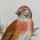 Illustration oiseau des années 60 - La Linotte Mélodieuse - Planche ornithologique vintage