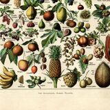 Gravure ancienne 1923 - Fruits du monde - planche saveur vintage