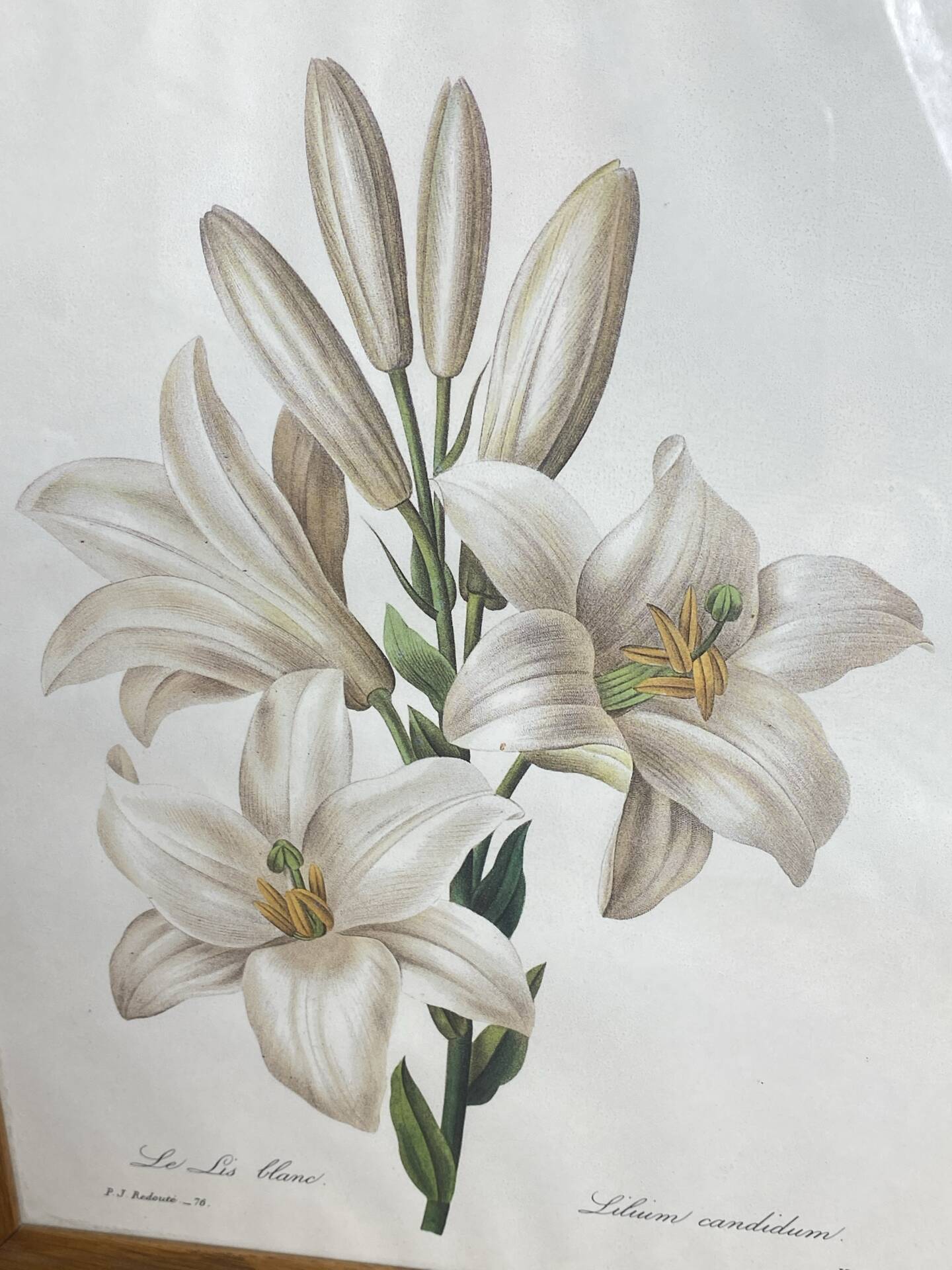 Botanical print, White Lily, P-J Redouté