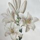 Botanical print, White Lily, P-J Redouté