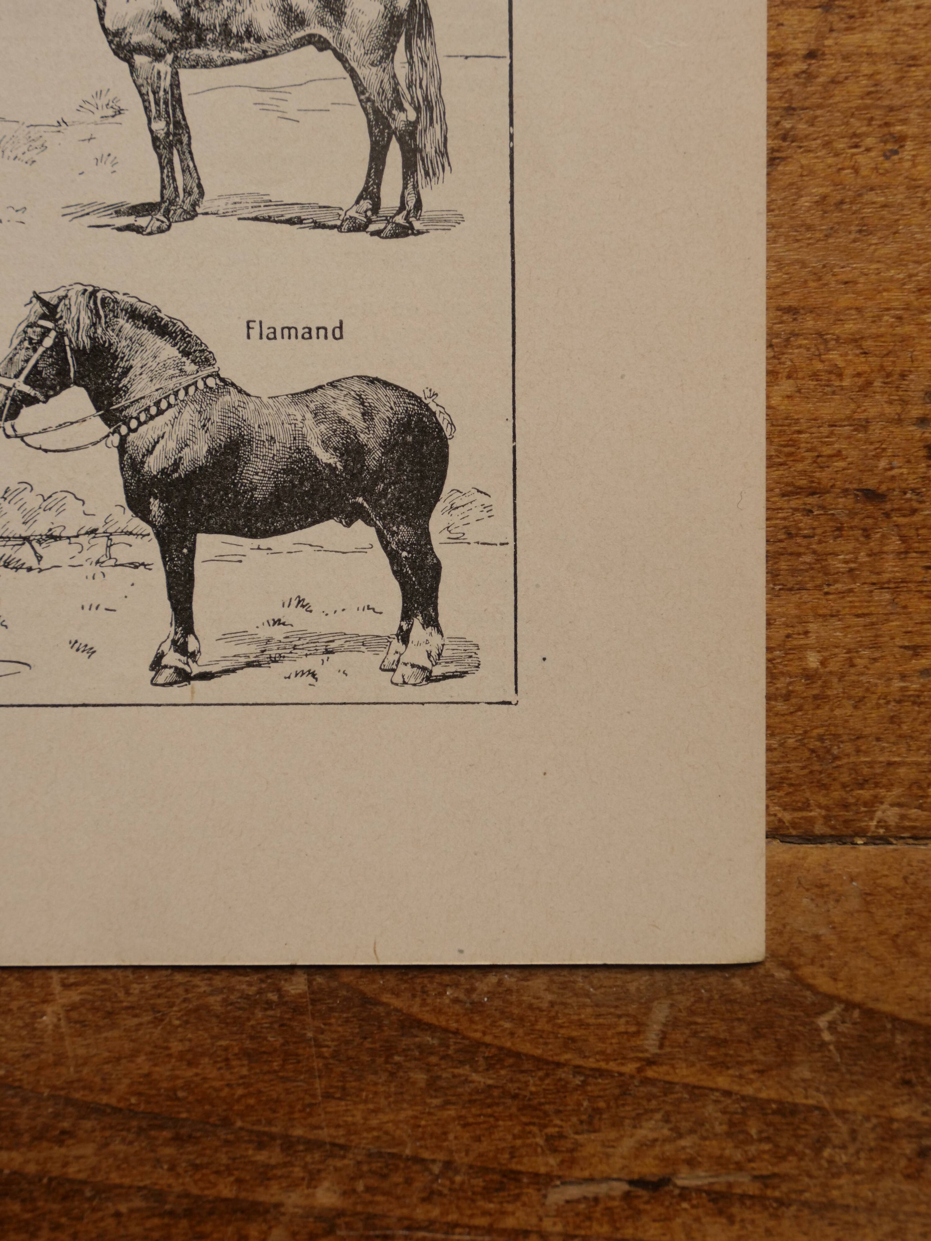 Original lithograph on the horse