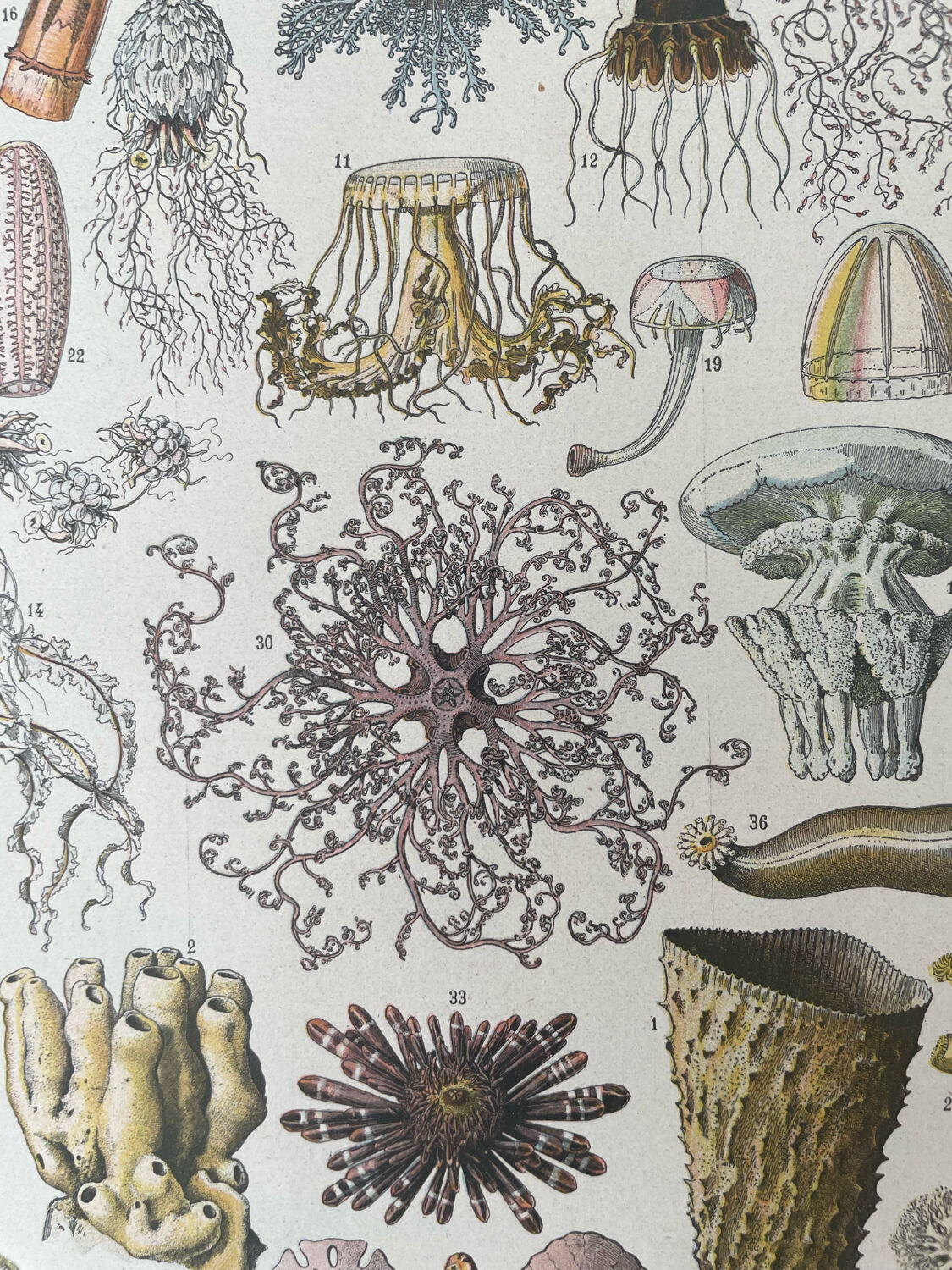 Set of 2 lithographs on the marine world