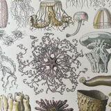 Set of 2 lithographs on the marine world