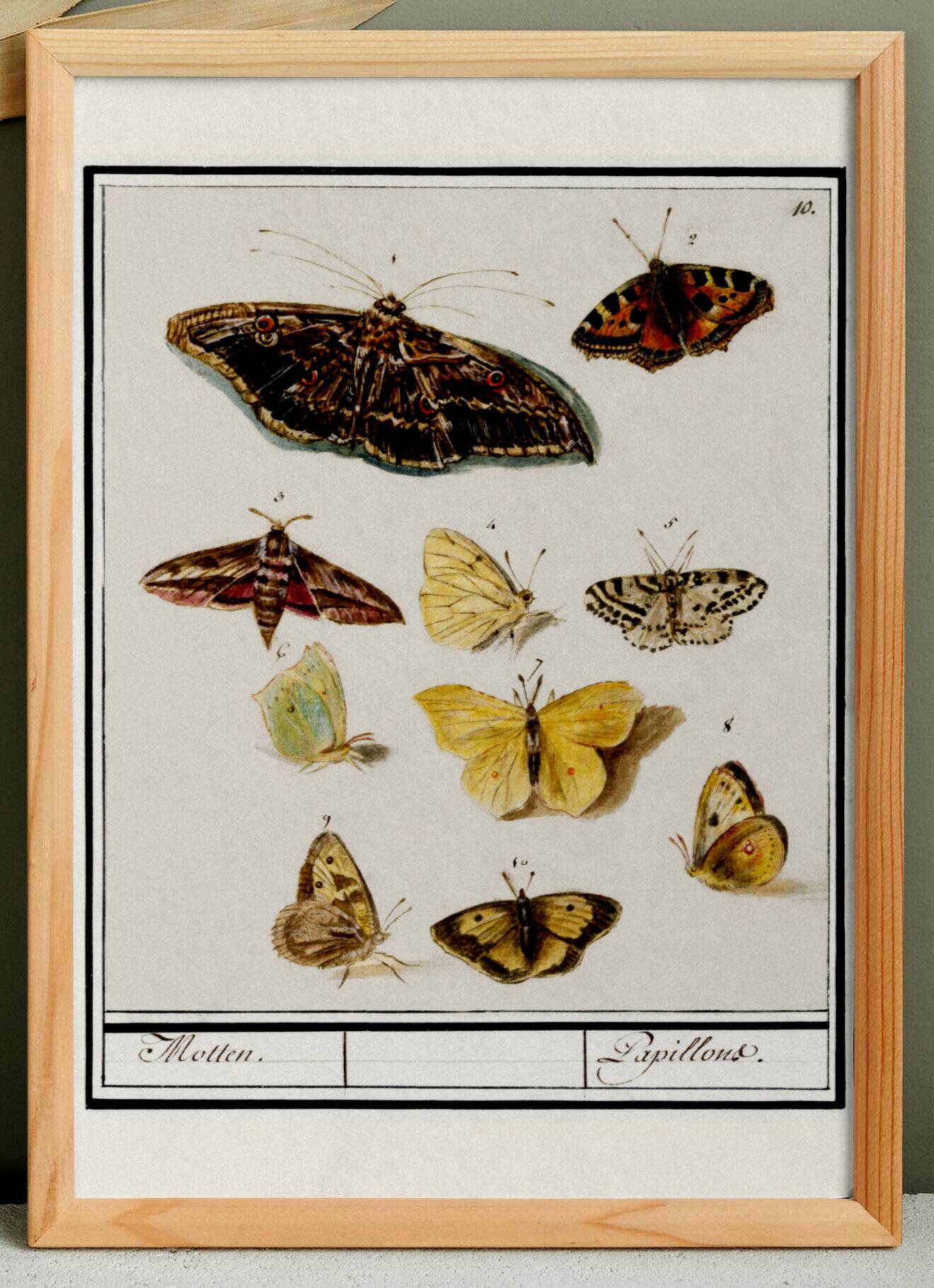 Small poster about butterflies, based on an old engraving from 1610.
