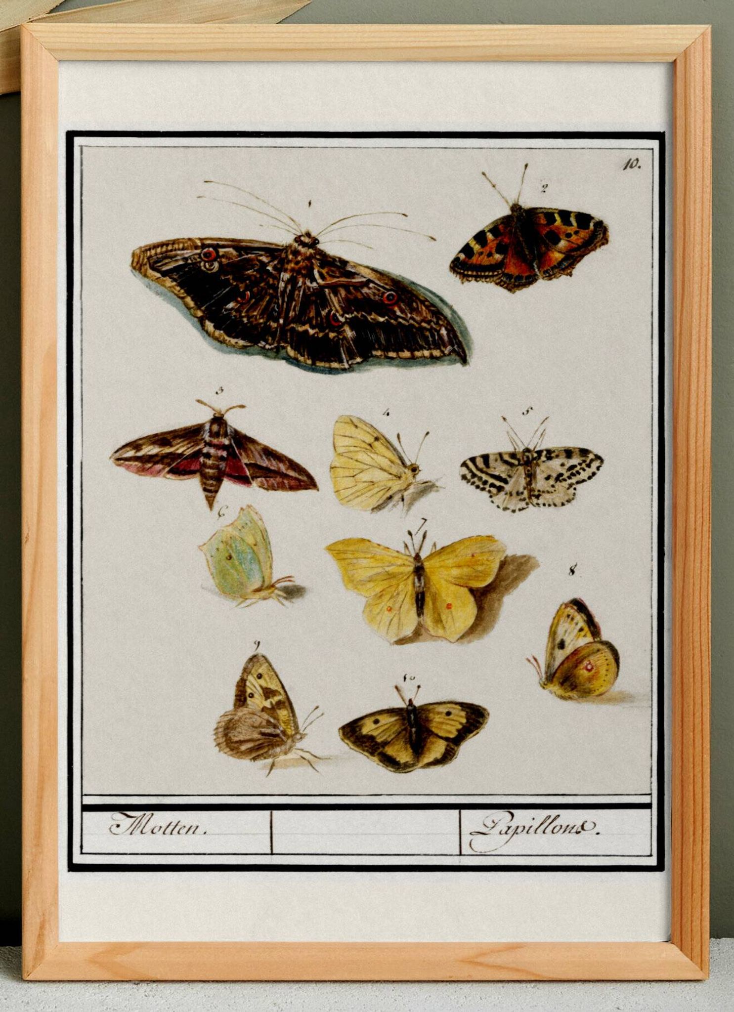 Small poster about butterflies, based on an old engraving from 1610.