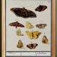 Small poster about butterflies, based on an old engraving from 1610.