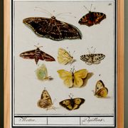 Small poster about butterflies, based on an old engraving from 1610.