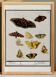 Small poster about butterflies, based on an old engraving from 1610.