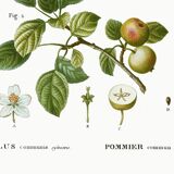 Poster about the wild apple tree, based on an old engraving from 1802