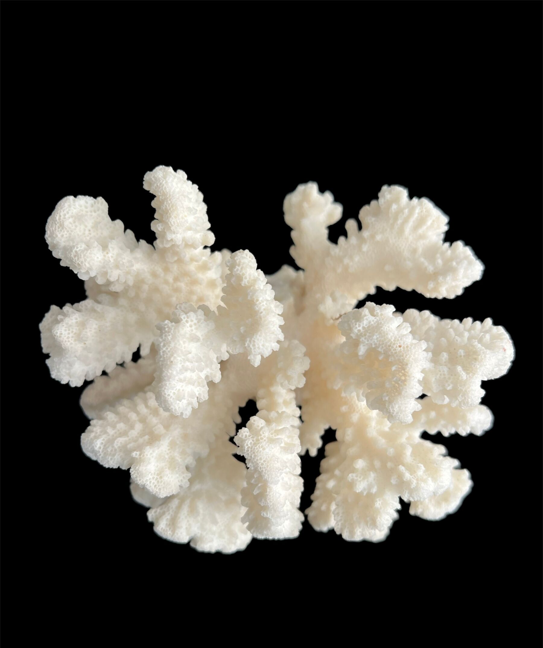 White coral vintage cabinet of curiosity