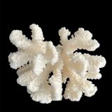 White coral vintage cabinet of curiosity