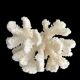 White coral vintage cabinet of curiosity