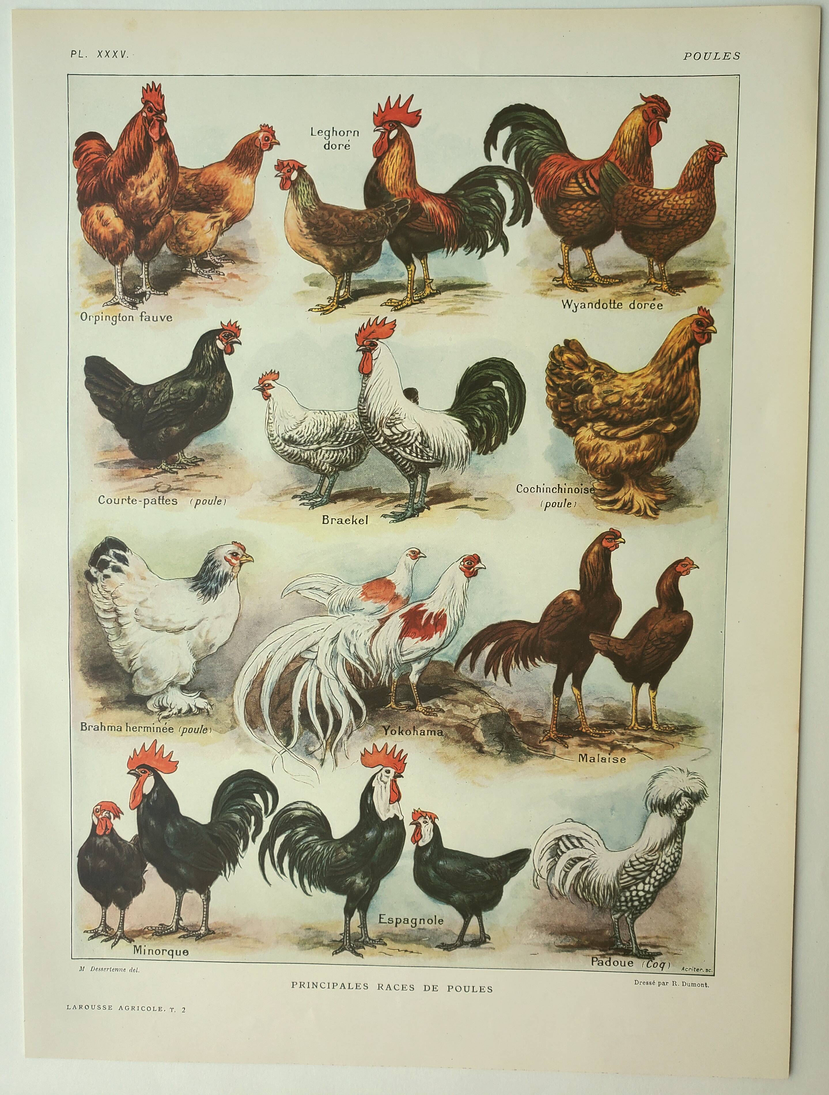 Gravure ancienne 1922, Poules 2, coq, races, basse-cour, ferme • Lithographie, Planche originale