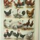 Gravure ancienne 1922, Poules 2, coq, races, basse-cour, ferme • Lithographie, Planche originale