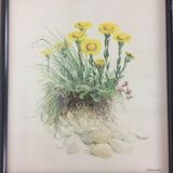 Lot of 4 framed botanical posters