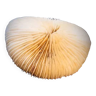 Fungia corail blanc
