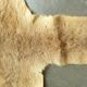 Kangaroo skin