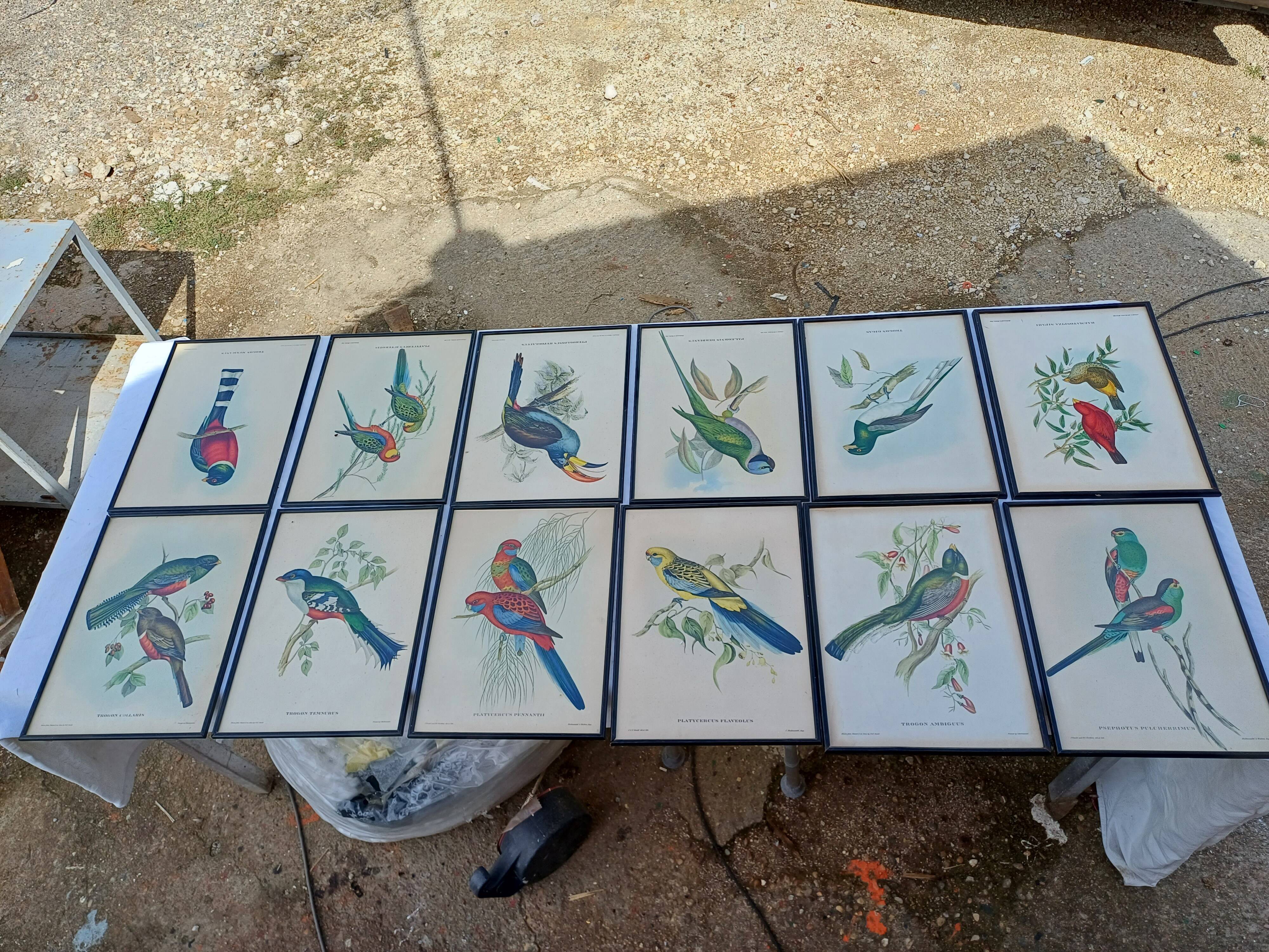 12 Lithographs “Birds of the World”